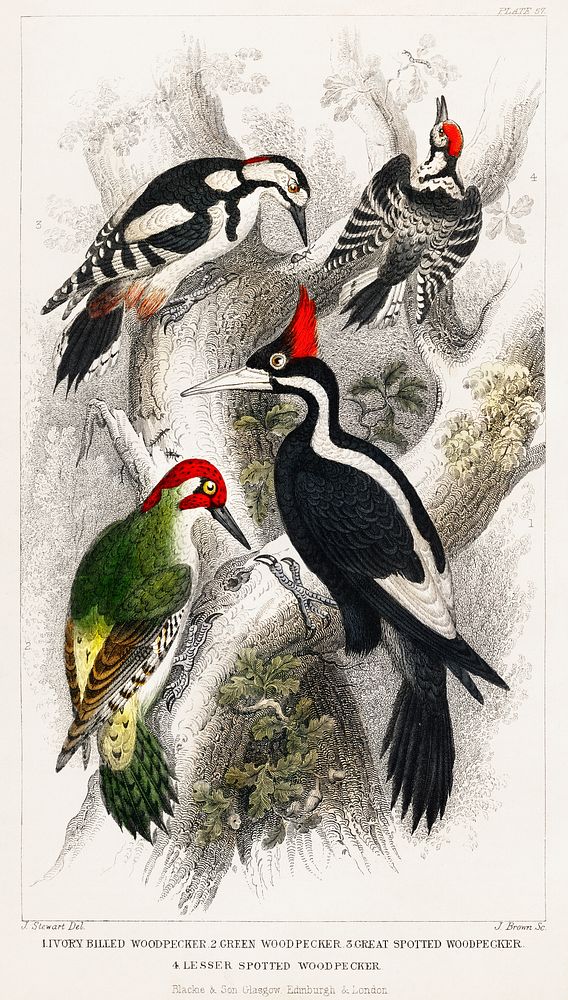 Ivory Billed Woodpecker, Green Woodpecker, Great Spotted Woodpecker, and Lesser Spotted Woodpecker.  Digitally enhanced from…