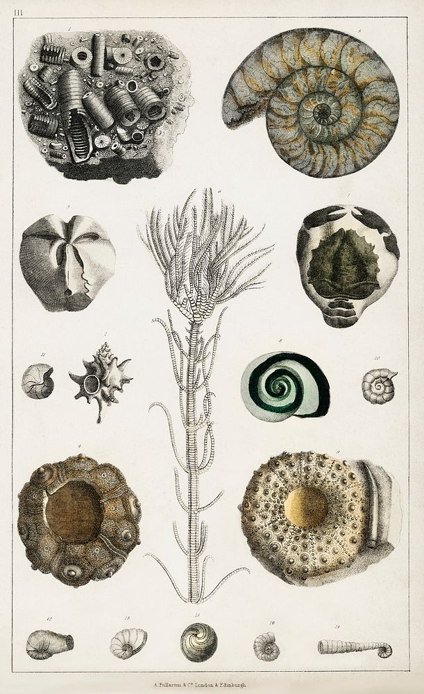 Collection of various fossils.  Digitally enhanced from our own original edition of A History of the Earth and Animated…