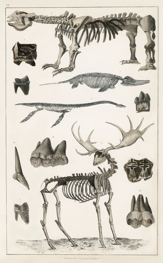 Collection of specimens.  Digitally enhanced from our own original edition of A History of the Earth and Animated Nature…