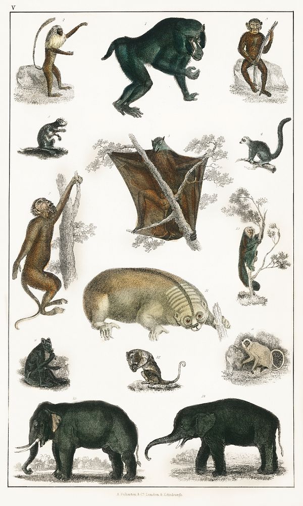 Collection of wild animals.  Digitally enhanced from our own original edition of A History of the Earth and Animated Nature…