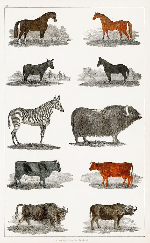 Collection of animals.  Digitally enhanced from our own original edition of A History of the Earth and Animated Nature…
