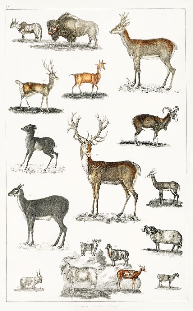 Collection of animal with antlers.  Digitally enhanced from our own original edition of A History of the Earth and Animated…