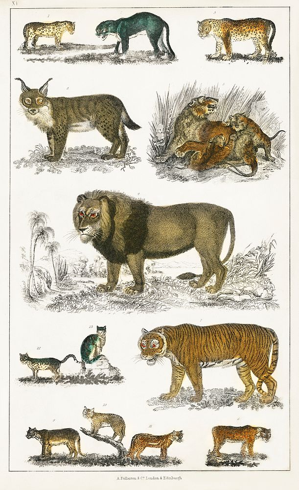 Collection of animals in the feline family.  Digitally enhanced from our own original edition of A History of the Earth and…