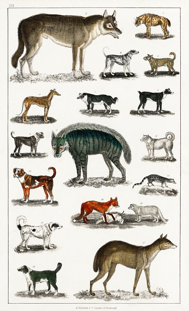 Collection of animals in the canine and feline family.  Digitally enhanced from our own original edition of A History of the…