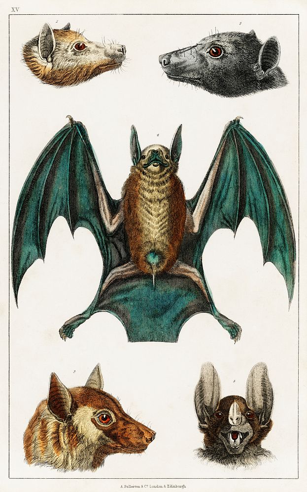 Collection of various bats.  Digitally enhanced from our own original edition of A History of the Earth and Animated Nature…