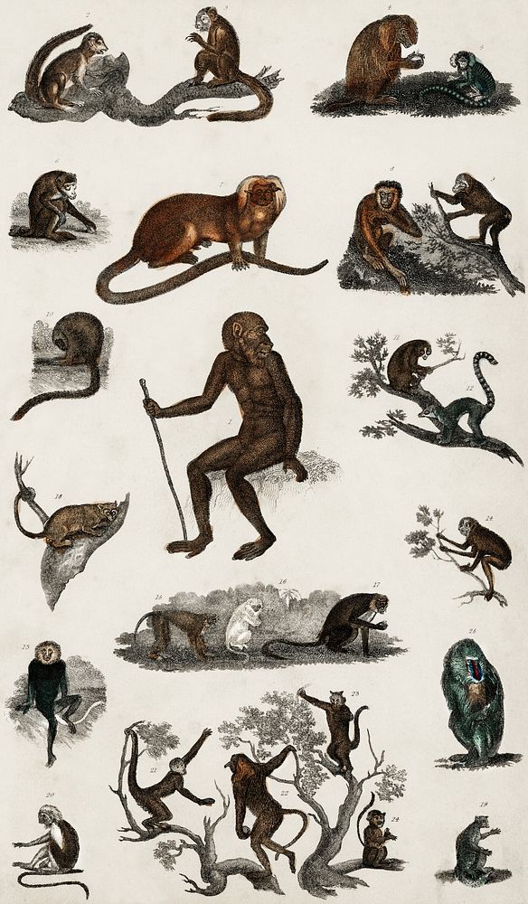 Collection of various monkeys.  Digitally enhanced from our own original edition of A History of the Earth and Animated…
