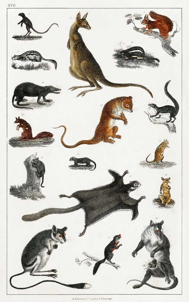 Collection of masupials.  Digitally enhanced from our own original edition of A History of the Earth and Animated Nature…