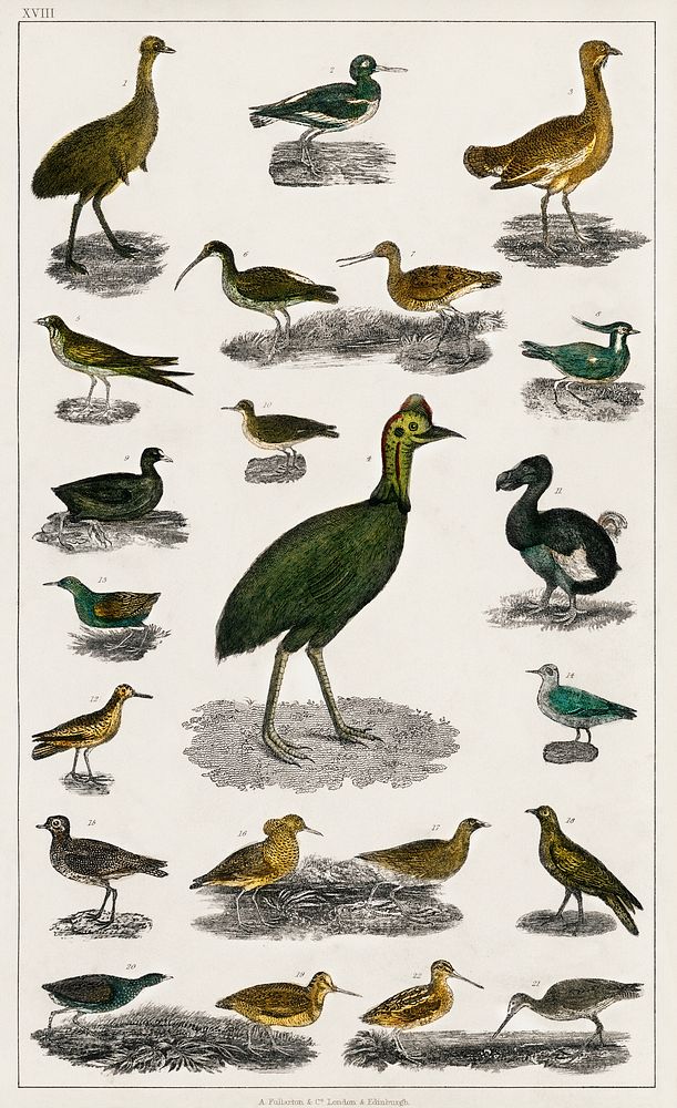 Collection of various birds.  Digitally enhanced from our own original edition of A History of the Earth and Animated Nature…