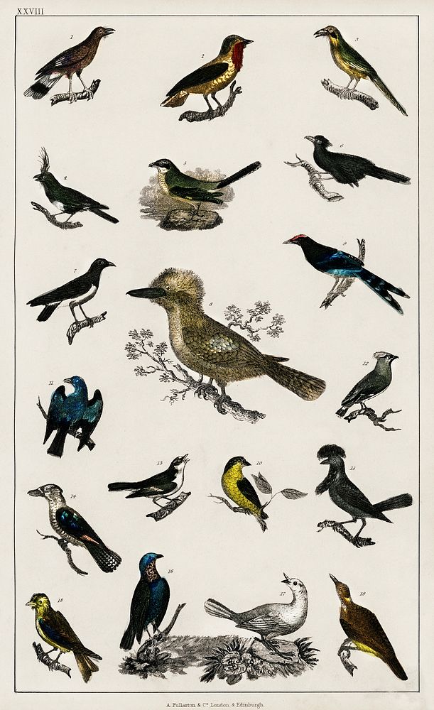 Collection of Various Birds.  Digitally enhanced from our own original edition of A History of the Earth and Animated Nature…