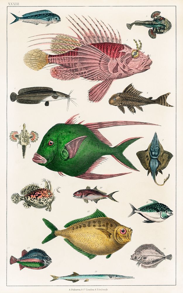 Collection of various fishes.  Digitally enhanced from our own original edition of A History of the Earth and Animated…