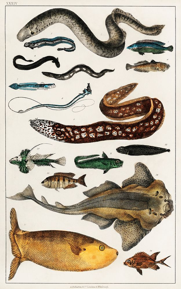 Collection of various fishes.  Digitally enhanced from our own original edition of A History of the Earth and Animated…