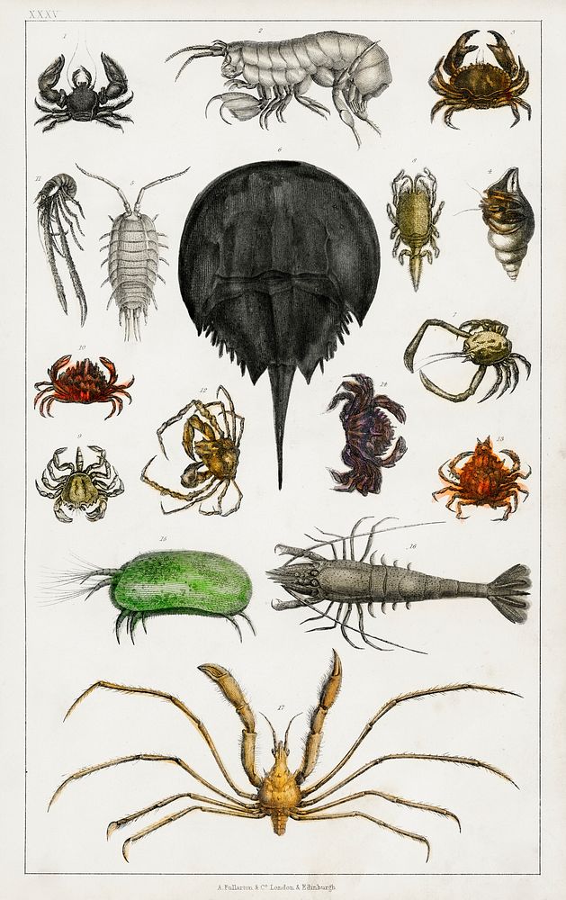 Collection of various arthropods.  Digitally enhanced from our own original edition of A History of the Earth and Animated…
