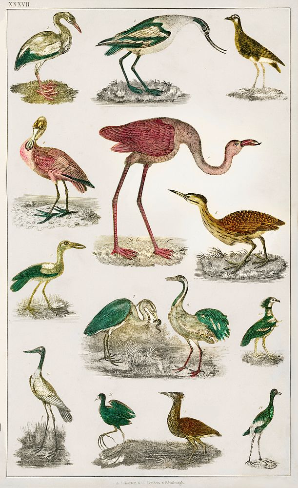 Collection of various flightless birds.  Digitally enhanced from our own original edition of A History of the Earth and…