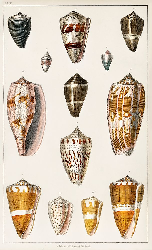 Collection of various shells.  Digitally enhanced from our own original edition of A History of the Earth and Animated…