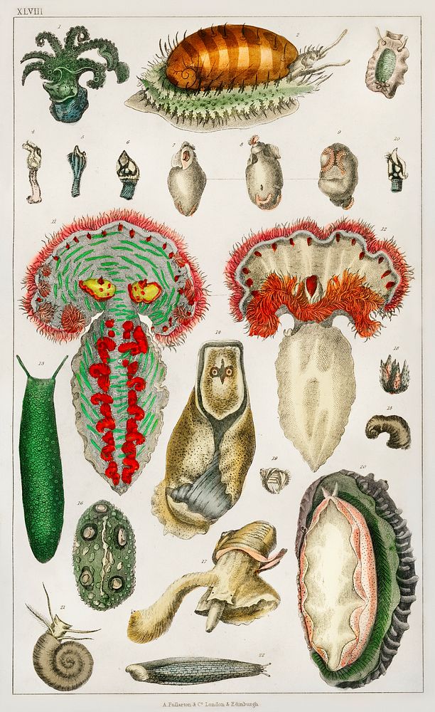 Collection of various animal with tentacles.  Digitally enhanced from our own original edition of A History of the Earth and…