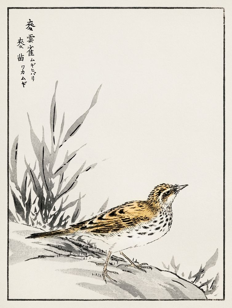 Chinese Tree-Pipit and Wheat illustration. Digitally enhanced from our own original edition of Pictorial Monograph of Birds…