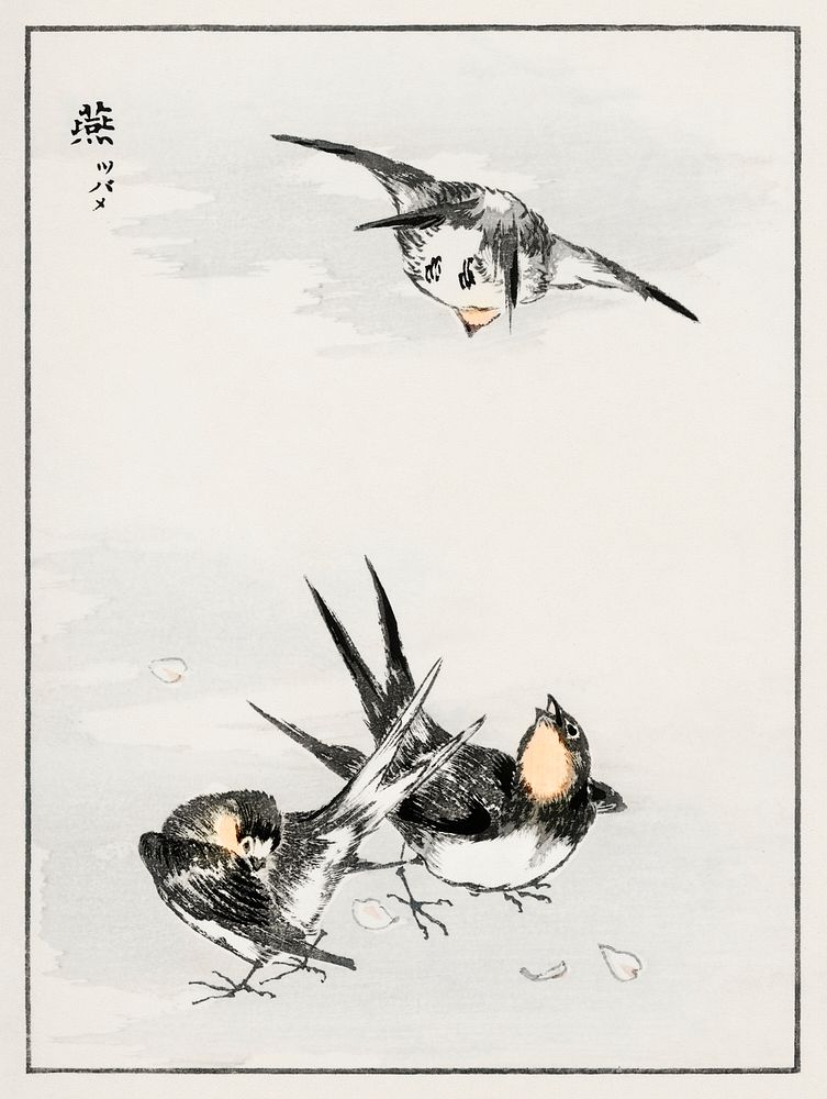 Swallow illustration. Digitally enhanced from our own original edition of Pictorial Monograph of Birds (1885) by Numata…