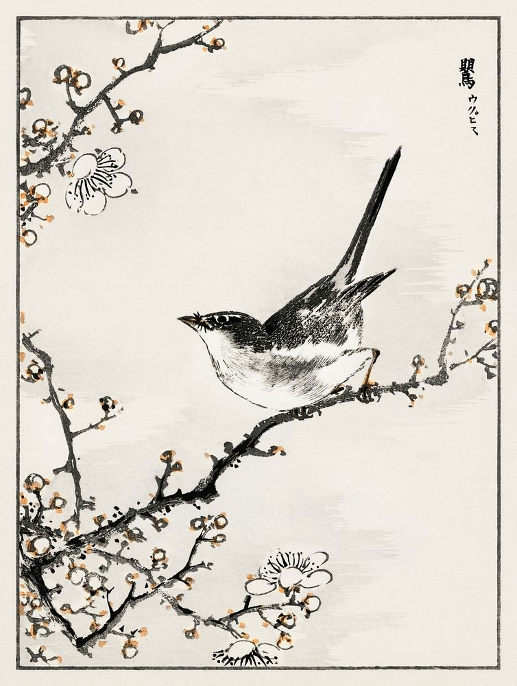 Bush-warbler and White Plum Tree illustration. Digitally enhanced from our own original edition of Pictorial Monograph of…