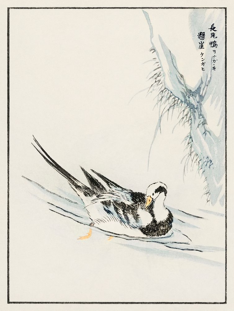 Long-tailed Wild Duck and Cliff illustration. Digitally enhanced from our own original edition of Pictorial Monograph of…
