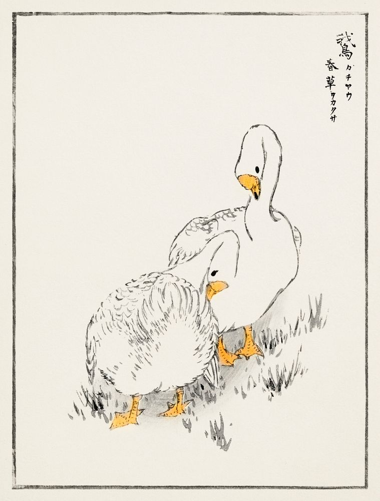 Duck and Young Grass illustration. Digitally enhanced from our own original edition of Pictorial Monograph of Birds (1885)…