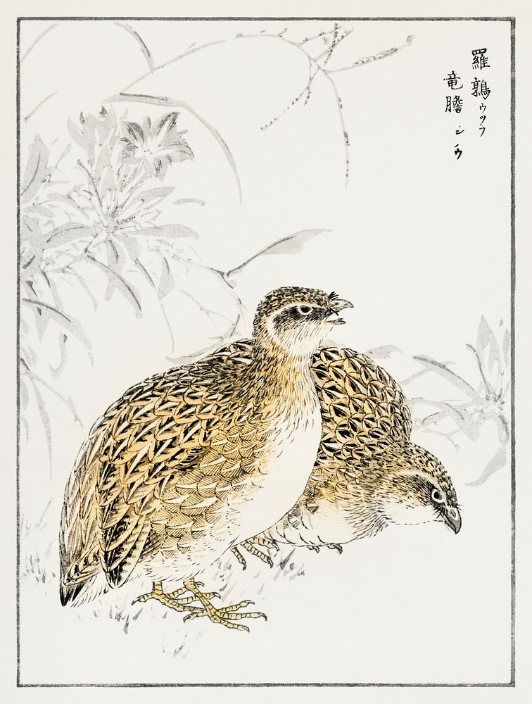 Japanese Quail and Gentian illustration. Digitally enhanced from our own original edition of Pictorial Monograph of Birds…
