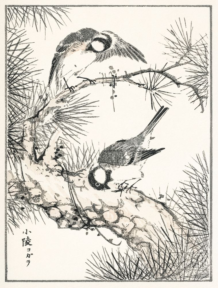 Japanese Willow Tit and Pine Tree illustration. Digitally enhanced from our own original edition of Pictorial Monograph of…