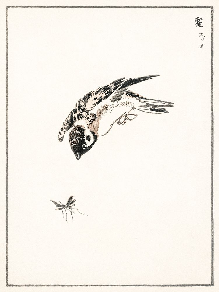 Sparrow illustration. Digitally enhanced from our own original edition of Pictorial Monograph of Birds (1885) by Numata…
