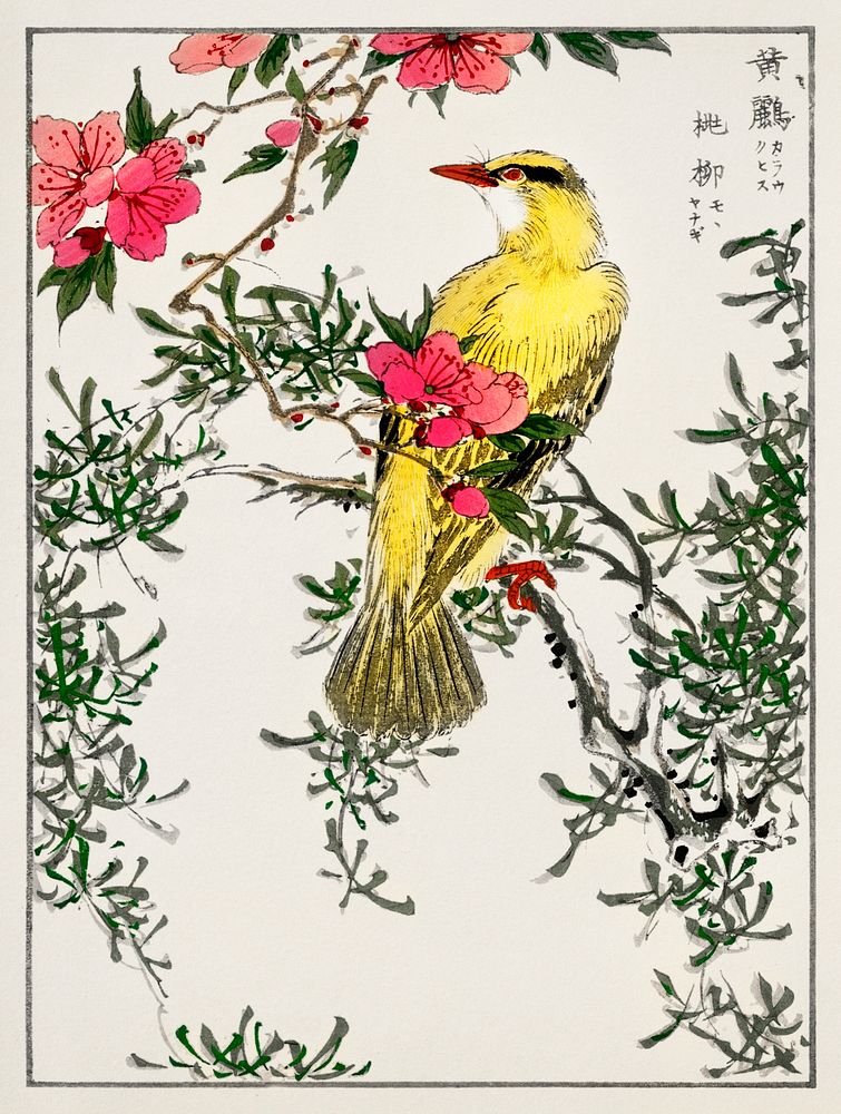 Chinese Bush-warbler and Drooping Peach iIllustration. Digitally enhanced from our own original edition of Pictorial…