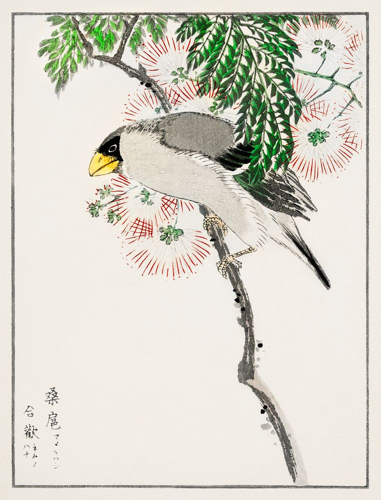 Japanese Masked Hawfinch and Silk Tree illustration. Digitally enhanced from our own original edition of Pictorial Monograph…
