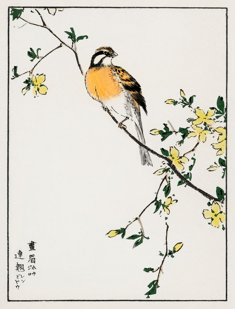 Japanese Meadow Bunting and Golden Ball illustration. Digitally enhanced from our own original edition of Pictorial…