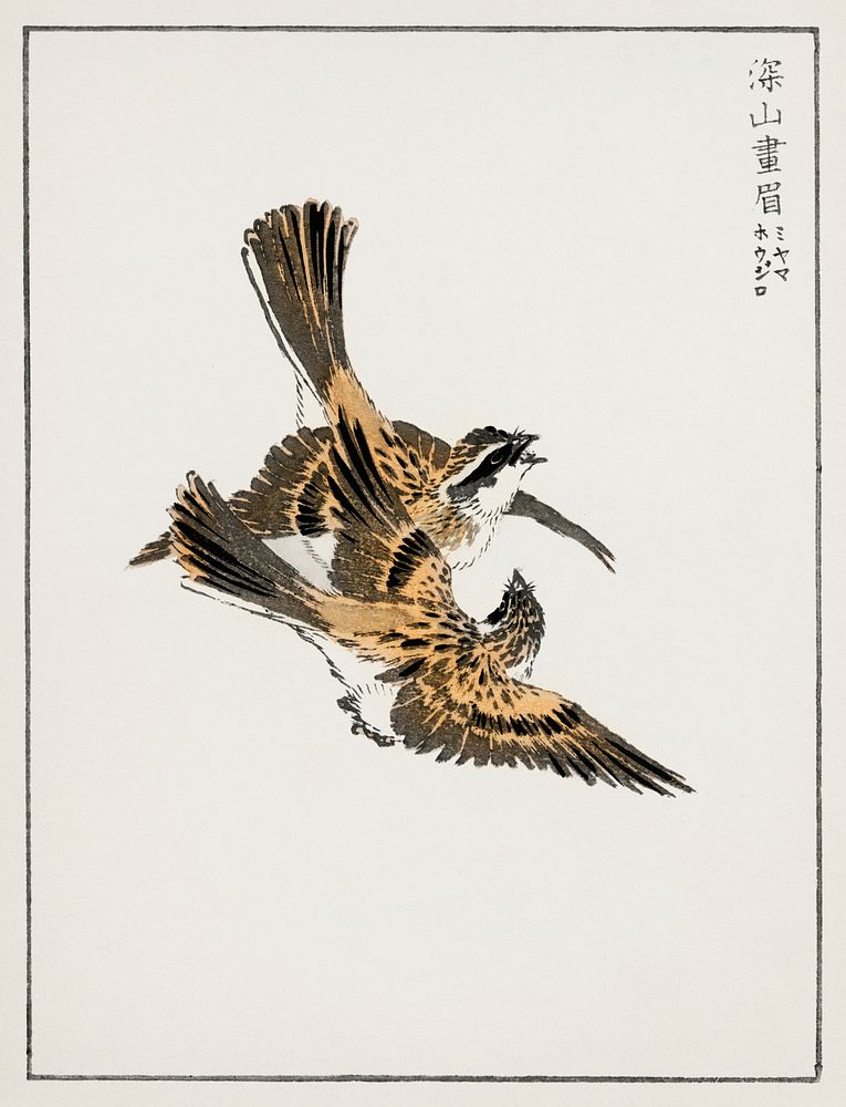 Yellow-throated Bunting illustration. Digitally enhanced from our own original edition of Pictorial Monograph of Birds…