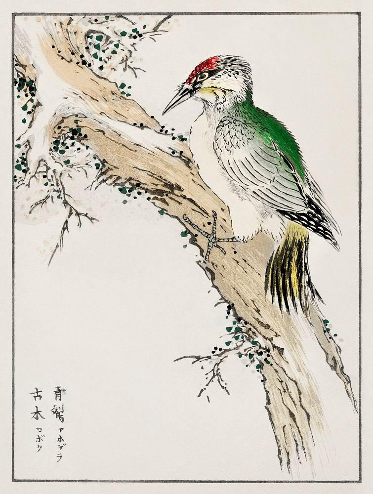 Japanese Green Woodpecker illustration. Digitally enhanced from our own original edition of Pictorial Monograph of Birds…
