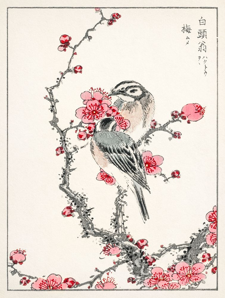 Pine Bunting and Plum Tree illustration. Digitally enhanced from our own original edition of Pictorial Monograph of Birds…