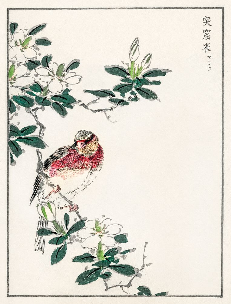 Japanese Long-tailed Rosefinch illustration. Digitally enhanced from our own original edition of Pictorial Monograph of…