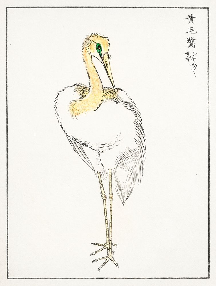 Eastern Great White Egret illustration. Digitally enhanced from our own original edition of Pictorial Monograph of Birds…