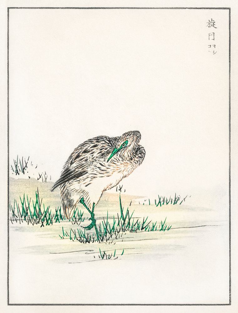 Chinese Little Bittern illustration. Digitally enhanced from our own original edition of Pictorial Monograph of Birds (1885)…