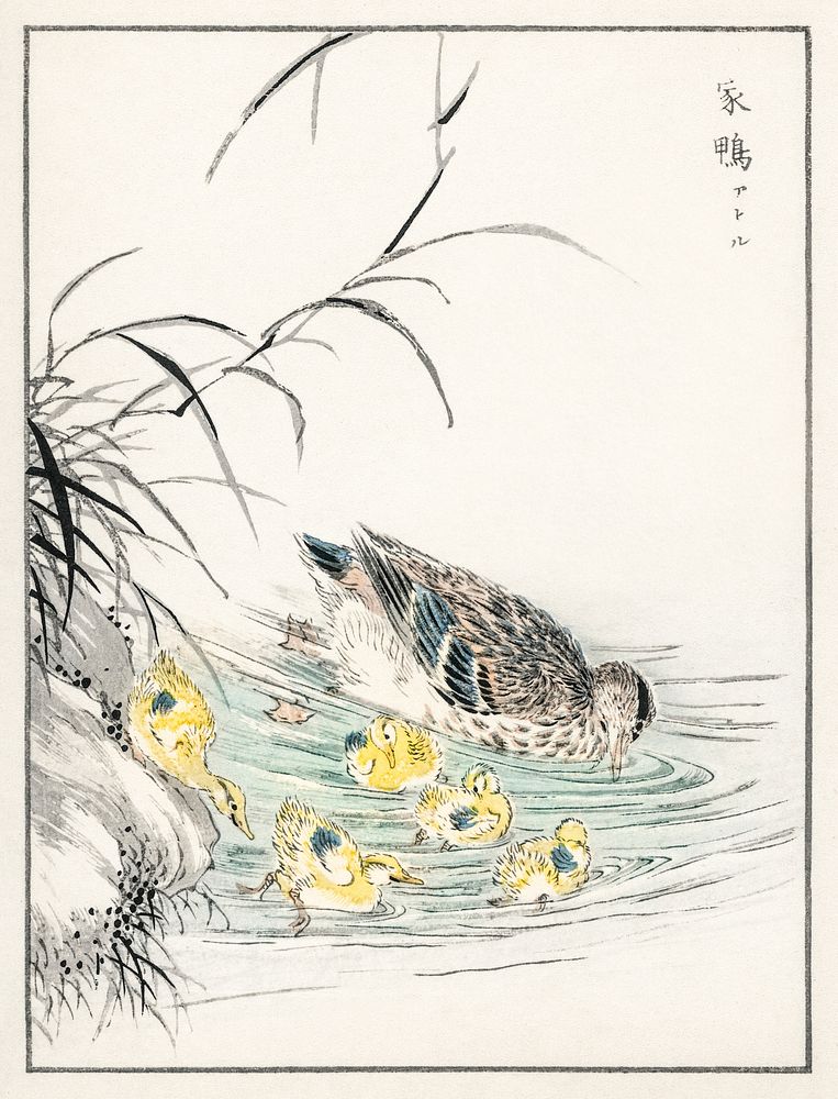 Duck illustration. Digitally enhanced from our own original edition of Pictorial Monograph of Birds (1885) by Numata Kashu…