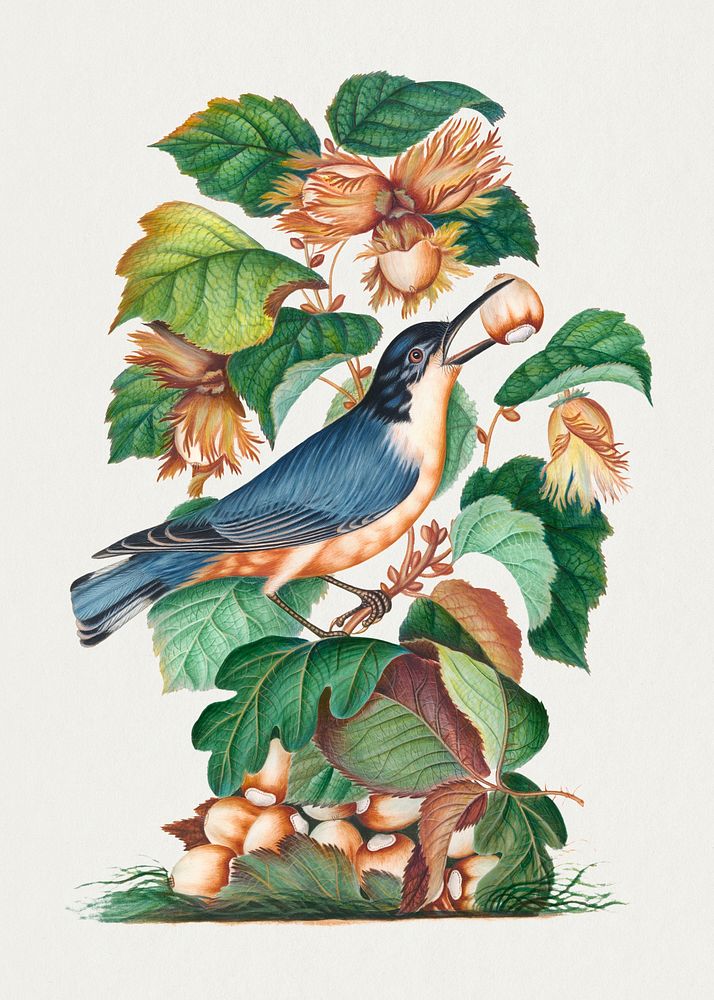 Beautiful Nuthatch, hazel, oak and bramble from the Natural History Cabinet of Anna Blackburne (1768) painting in high…