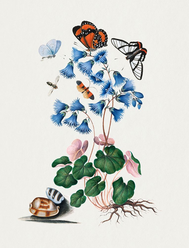 Soldanella, Amazon angel, net-winged beetle and shells from the Natural History Cabinet of Anna Blackburne (1768) painting…