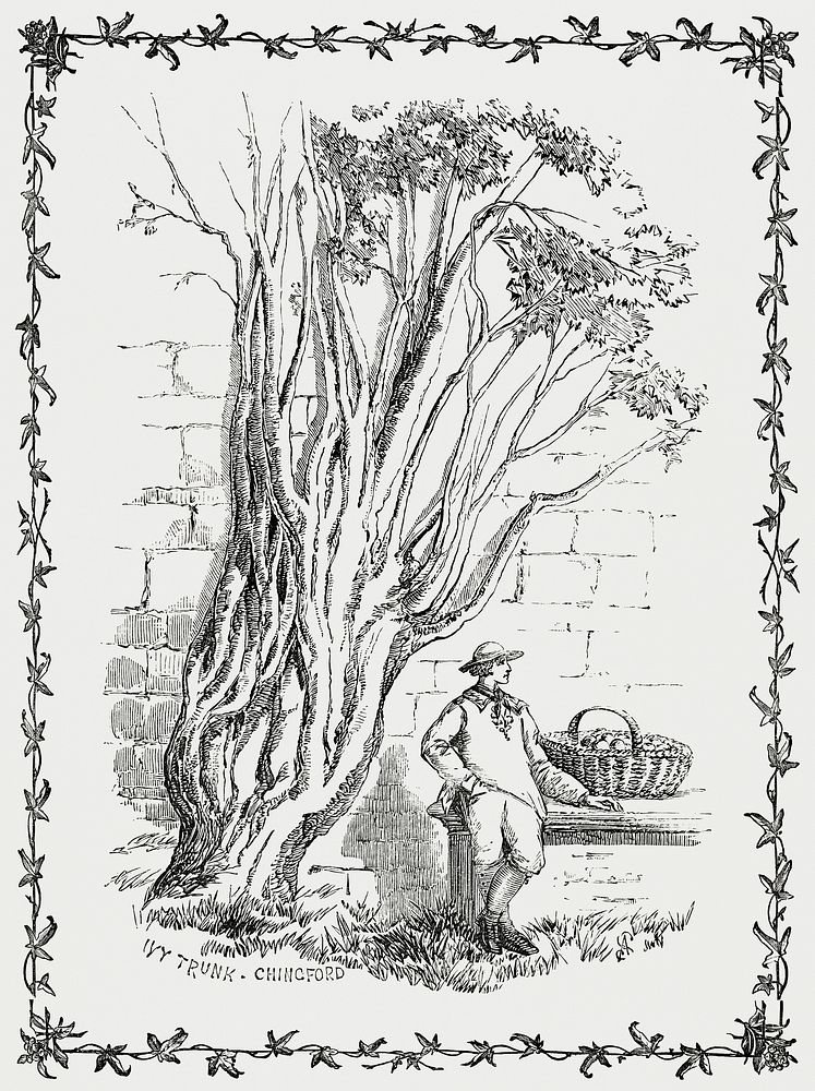 Vintage illustration of Cultivation of the Ivy