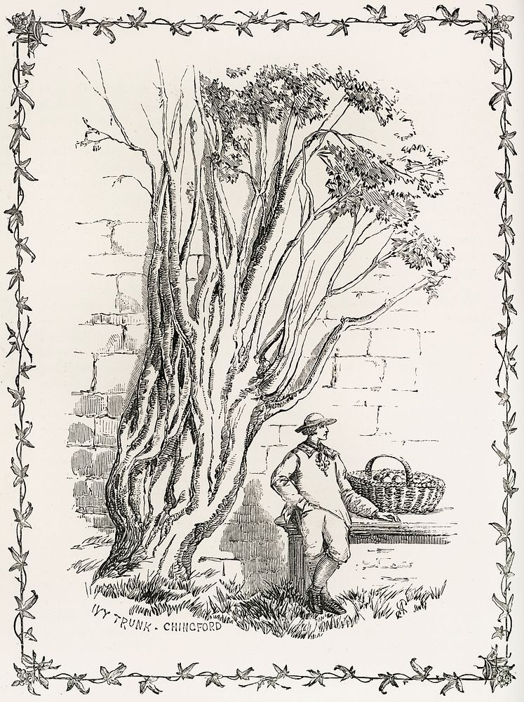Cultivation of the Ivy from The Ivy, a Monograph (1872).  Digitally enhanced from our own original edition of by Shirley…