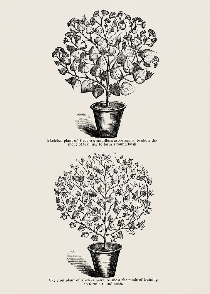 1. Hedera canariensis 2. Commo Ivy (Hedera Helix) from The Ivy, a Monograph (1872). Digitally enhanced from our own original…
