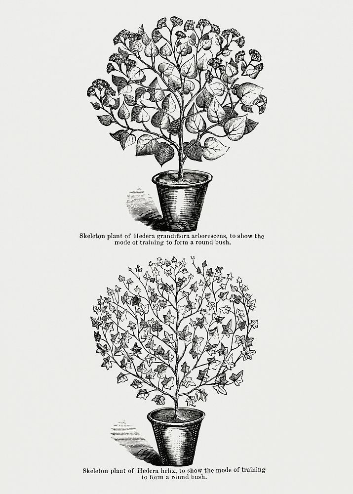 Vintage illustration of 1. Hedera canariensis 2. Commo Ivy (Hedera Helix)