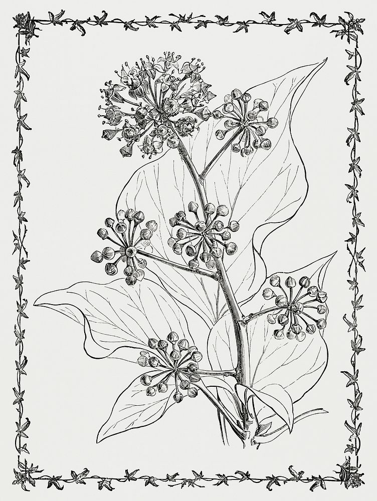 Vintage illustration of Irish Ivy