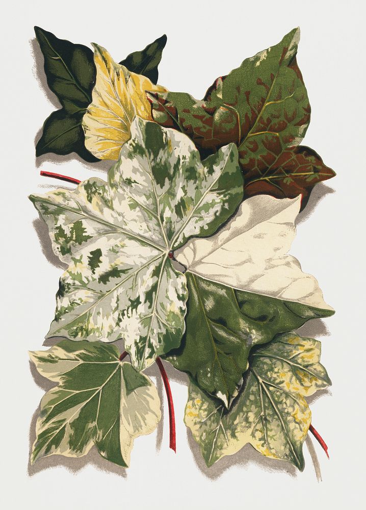 Various Ivy Leaves from The Ivy, a Monograph (1872).  Digitally enhanced from our own original edition of by Shirley Hibberd…