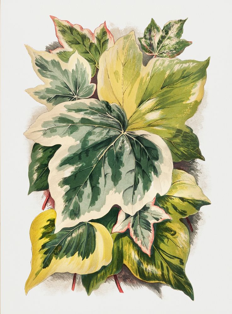 Vintage illustration of Various Ivy Leaves