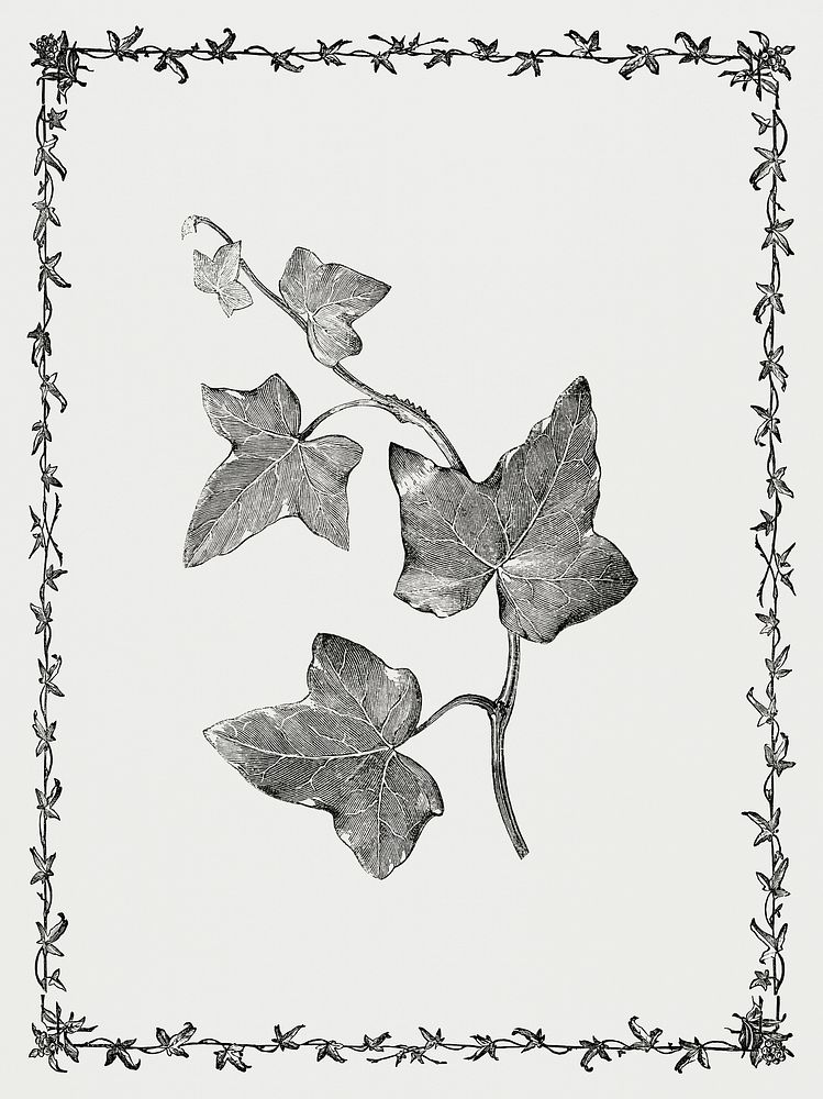 Vintage illustration of Triloba