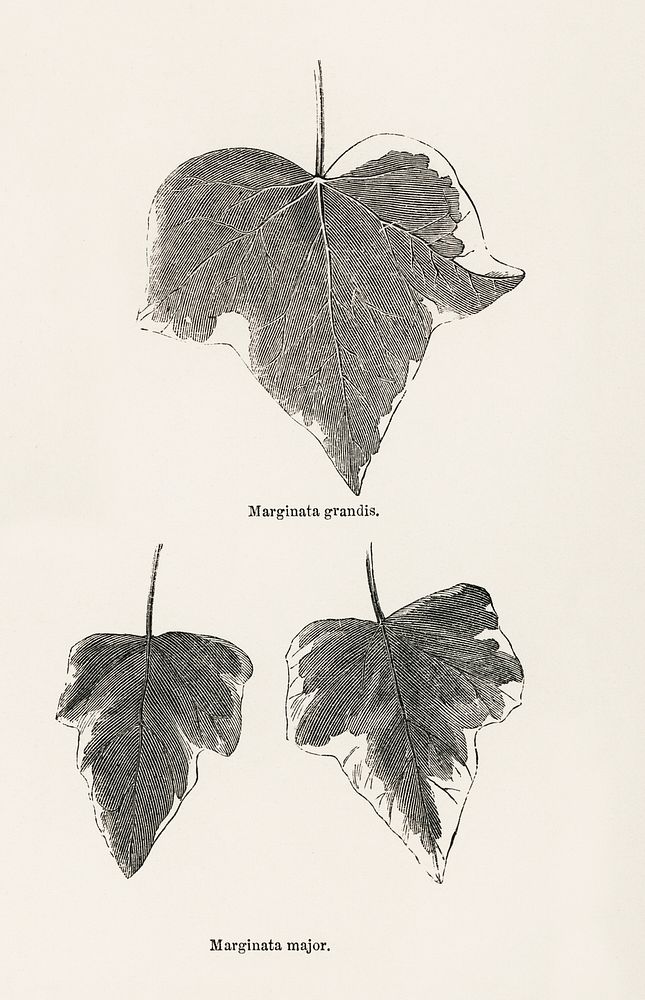 1. Marginata grandis 2. Marginata major from The Ivy, a Monograph (1872).  Digitally enhanced from our own original edition…