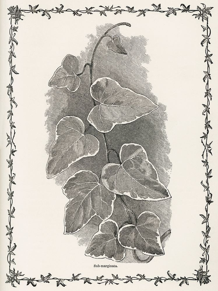 Sub-marginata from The Ivy, a Monograph (1872). Digitally enhanced from our own original edition of by Shirley Hibberd…