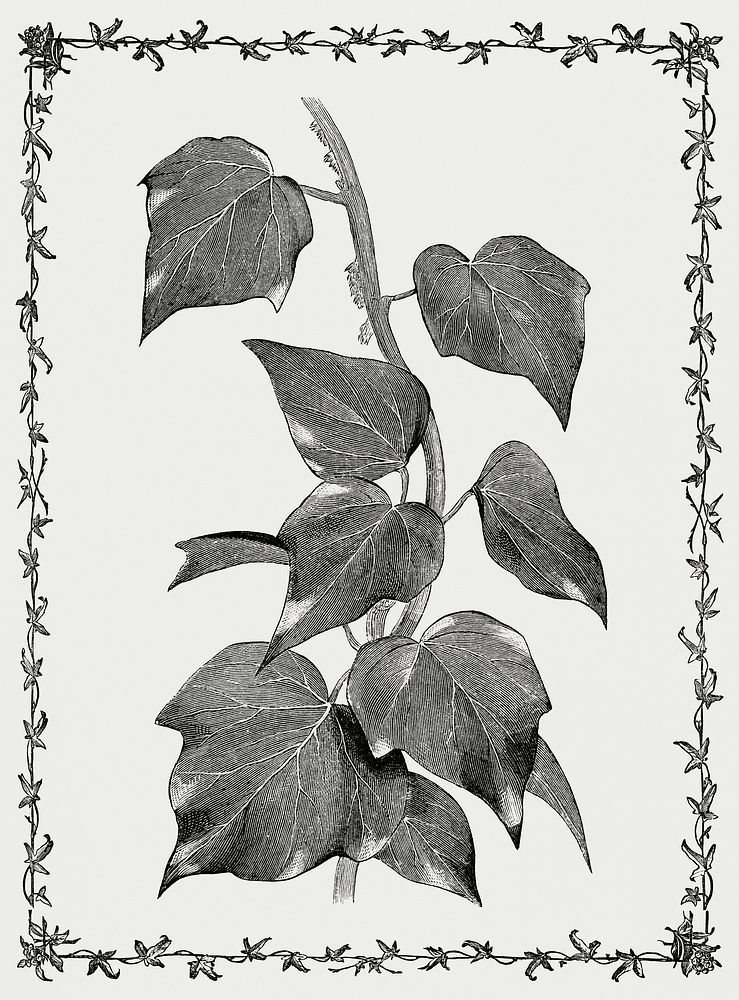 Vintage illustration of Melanocarpa